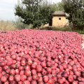 red huaniu apples red delicious apple China apple